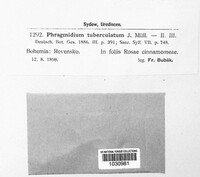 Phragmidium tuberculatum image